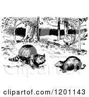 Vintage Black And White Raccoon And Possum