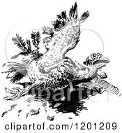 Poster, Art Print Of Vintage Black And White Injured Turkey Bird