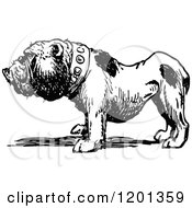 Clipart Of A Vintage Black And White Bulldog Royalty Free Vector Illustration by Prawny Vintage