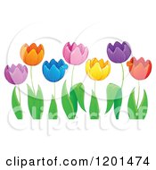 Poster, Art Print Of Colorful Tulip Flowers And Green Leaves 2