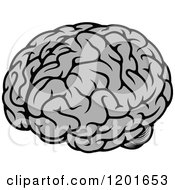 Poster, Art Print Of Gray Human Brain