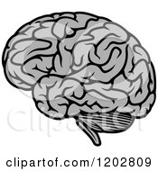 Poster, Art Print Of Gray Human Brain 2