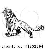 Clipart Of A Vintage Black And White Oz Tiger Royalty Free Vector Illustration by Prawny Vintage