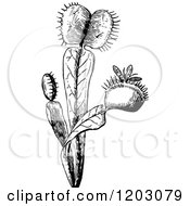 Clipart Of A Vintage Black And White Fly Trap Plant Royalty Free Vector Illustration
