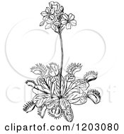 Clipart Of A Vintage Black And White Fly Trap Plant 2 Royalty Free Vector Illustration by Prawny Vintage