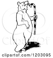 Clipart Of A Vintage Black And White Bear Licking A Candy Cane Royalty Free Vector Illustration