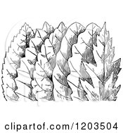 Clipart Of Vintage Black And White Leaves Royalty Free Vector Illustration