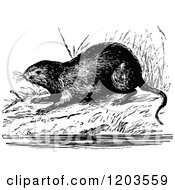 Cartoon Of A Vintage Black And White Water Vole Royalty Free Vector Clipart