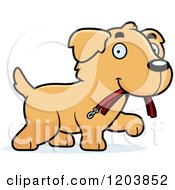 Poster, Art Print Of Cute Golden Retriever Puppy Carrying A Leash