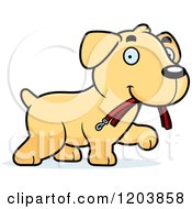 Cute Yellow Labrador Puppy Carrying A Leash