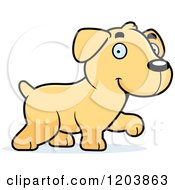 Cute Yellow Labrador Puppy Walking