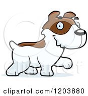 Cute Jack Russell Terrier Puppy Walking