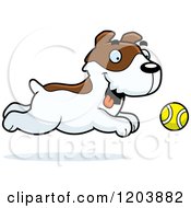 Cute Jack Russell Terrier Puppy Chasing A Tennis Ball