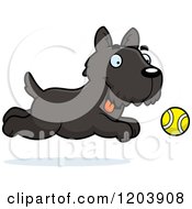 Cute Scottish Terrier Puppy Chasing A Tennis Ball