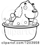 Black And White Cute Spaniel Puppy Taking A Bath