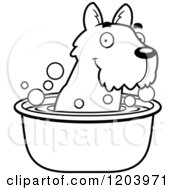 Black And White Cute Scottish Terrier Puppy Taking A Bath
