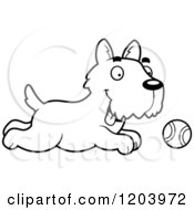 Black And White Cute Scottish Terrier Puppy Chasing A Tennis Ball
