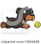 Cute Rottweiler Puppy Dog Chasing A Ball