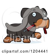 Poster, Art Print Of Cute Rottweiler Puppy Dog Carrying A Leash