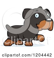 Cute Rottweiler Puppy Dog Walking