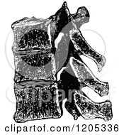 Clipart Of Vintage Black And White Vertebrae Royalty Free Vector Illustration