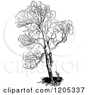 Clipart Of A Vintage Black And White Tree Royalty Free Vector Illustration