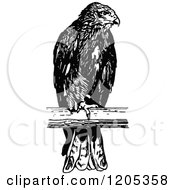 Poster, Art Print Of Vintage Black And White Perched Osprey