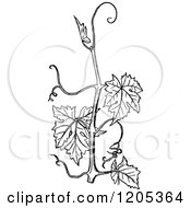 Clipart Of A Vintage Black And White Vine Branch Royalty Free Vector Illustration