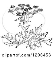 Clipart Of A Vintage Black And White Wild Carrot Blossom Royalty Free Vector Illustration