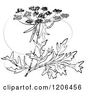 Poster, Art Print Of Vintage Black And White Wild Carrot Blossom