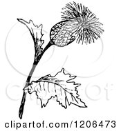 Vintage Black And White Thistle Plant