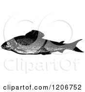 Poster, Art Print Of Vintage Black And White Grayling Fish