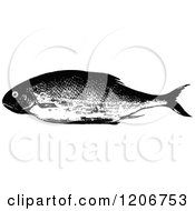Clipart Of A Vintage Black And White Roach Fish Royalty Free Vector Illustration by Prawny Vintage