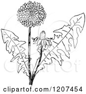 Poster, Art Print Of Vintage Black And White Dandelion Plant