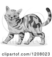 Poster, Art Print Of Cute Gray Tabby American Shorthair Cat