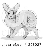 Poster, Art Print Of Cute Sphynx Cat