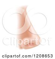Poster, Art Print Of Human Nose In Profile