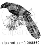 Poster, Art Print Of Vintage Black And White Grooved Bill Ani Cuckoo