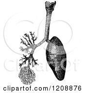 Poster, Art Print Of Vintage Black And White Human Lungs And Trachea