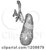 Clipart Of A Vintage Black And White Human Gall Bladder Royalty Free Vector Illustration