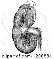 Clipart Of A Vintage Black And White Human Kidney Royalty Free Vector Illustration