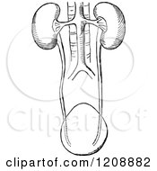 Clipart Of Vintage Black And White Human Kidneys Royalty Free Vector Illustration