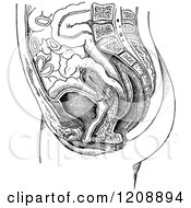 Clipart Of A Vintage Black And White Female Anatomy Of A Uterus Royalty Free Vector Illustration