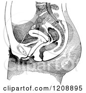 Clipart Of A Vintage Black And White Section Through The Female Body Showing Pelvic Organs Royalty Free Vector Illustration