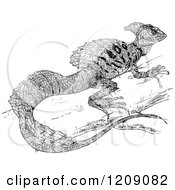 Clipart Of A Vintage Black And White Basiliscus Americanus Iguana Royalty Free Vector Illustration