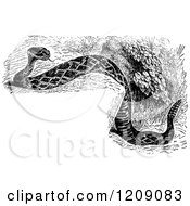 Clipart Of A Vintage Black And White Diamond Rattlesnake And Copyspace Royalty Free Vector Illustration