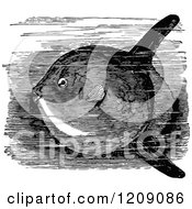 Vintage Black And White Sun Fish In Water
