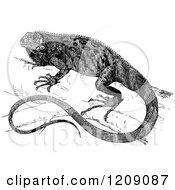 Clipart Of A Vintage Black And White Iguana Royalty Free Vector Illustration by Prawny Vintage