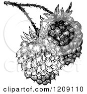 Poster, Art Print Of Vintage Black And White Raspberries