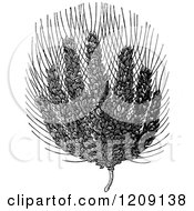 Clipart Of A Vintage Black And White Egyptian Wheat Bearing Seven Ears On One Stalk Described In Genesis 41v5 Royalty Free Vector Illustration by Prawny Vintage